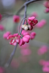 Różowe kwiaty na drzewie © KaroK