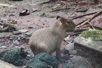 Capybara (Hydrochoerus hydrochaeris) at Ragunan Zoo, Jakarta.