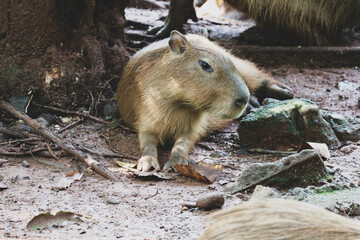 Capybara (Hydrochoerus hydrochaeris) at Ragunan Zoo, Jakarta.