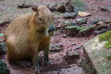 Capybara (Hydrochoerus hydrochaeris) at Ragunan Zoo, Jakarta.
