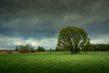 Big tree in the meadow and rainy sky