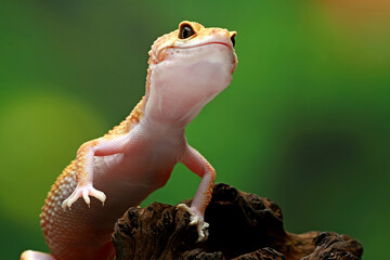 Leopard gecko on tbe branch wood