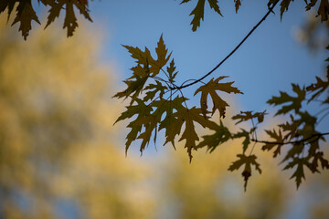 Autumn leaves backlit by the sun.