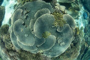 Fragile, reef-building corals compete for space on a shallow, healthy reef near Komodo, Indonesia. This area is within the Coral Triangle, a region known for its extraordinary marine biodiversity.
