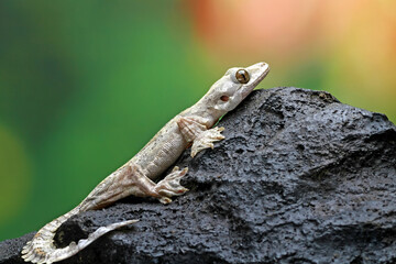 Flying gecko on the stone