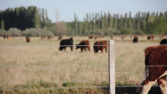 Hereford Cattle Grazing in Farm Field in Argentina. 4K Resolution.