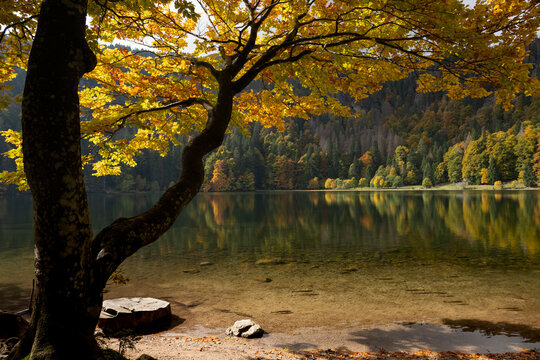 Beautiful autumn view of Lake Feldsee at the foot of Mountain Feldberg in Black Forest, Germany. The colorful autumn trees are reflected in the water.