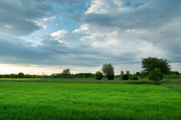 Fototapeta na wymiar Spring green field and clouds on the sky