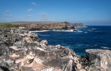 Iguane marin des Galapagos Amblyrhynchus cristatus, Ile Espagnola, Archipel des Galapagos, Equateur,