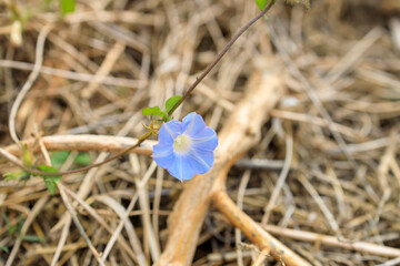 マルバアメリカアサガオの花