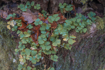 Oxalis acetosella tree trunk wood sorrel in the forest