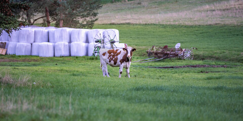 A cow on a pasture with bales of hay in the background