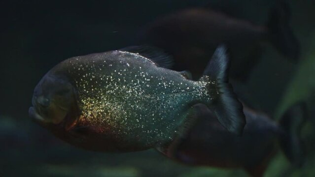 Close-up on a floating common piranha. Piranhas are freshwater fish found in rivers, floodplains, lakes and reservoirs