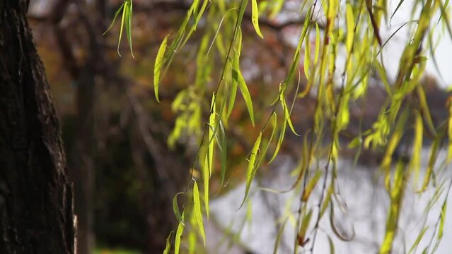 風に揺れる柳の木