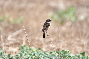 European stonechat bird. Saxicola rubicola