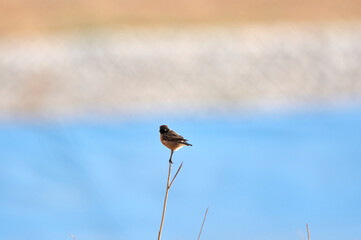 European stonechat bird. Saxicola rubicola