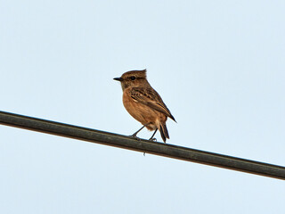 European stonechat bird. Saxicola rubicola