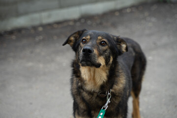 stray dog on a black leash