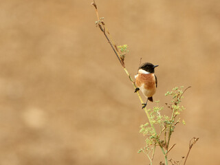 European stonechat bird. Saxicola rubicola