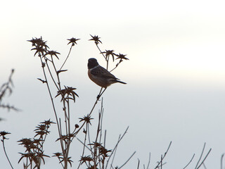 European stonechat bird. Saxicola rubicola
