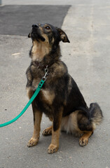 stray dog on a black leash