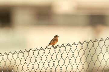 European stonechat bird. Saxicola rubicola