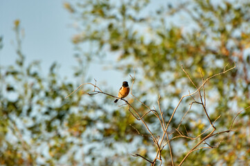 European stonechat bird. Saxicola rubicola