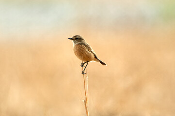 European stonechat bird. Saxicola rubicola