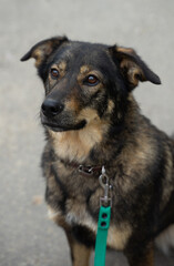 stray dog on a black leash