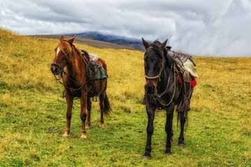 Horses In South America waiting under the saddle in the paddock.