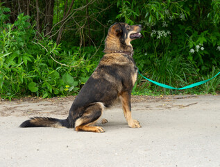 stray dog on a black leash