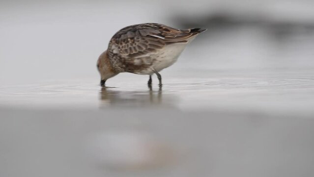 Dunlin - calidris alpina shorebird