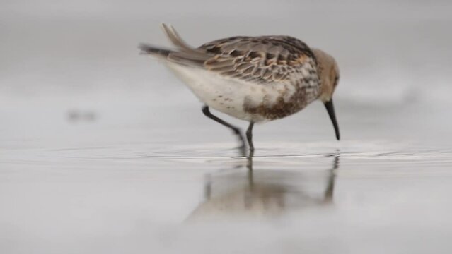 Dunlin - calidris alpina shorebird