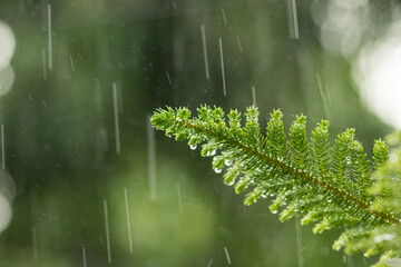 Various views of the monsoon season	