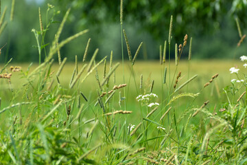 Various wild grasses in a summer meadow