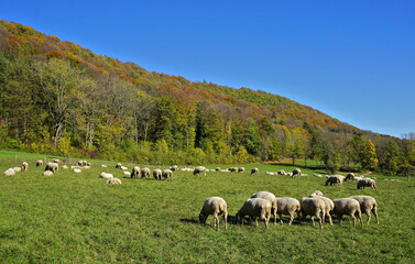 Obraz premium Schafherde am Fuße des herbstlich gefärbten Farrenberges; Schwäbische Alb;