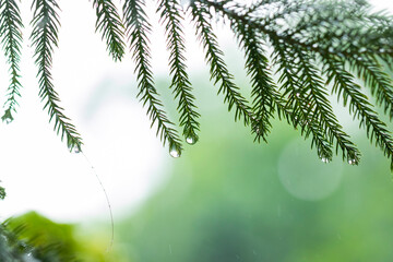 Various views of the monsoon season	