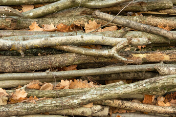 A close-up of the branches lying on a pile