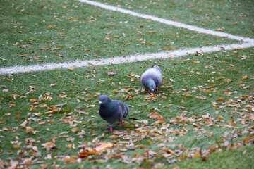 pigeon on the grass