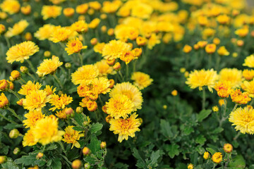 黄色い菊の花