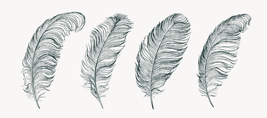 Set of ostrich feathers hand-drawn. Vector illustration - obrazy, fototapety, plakaty