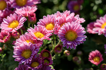 濃いピンクの菊の花
