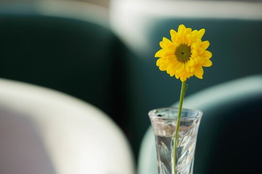 Closeup shot of the yellow daisy flower in a glass vase