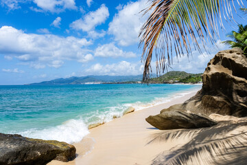 Caribbean beach with palm trees - obrazy, fototapety, plakaty