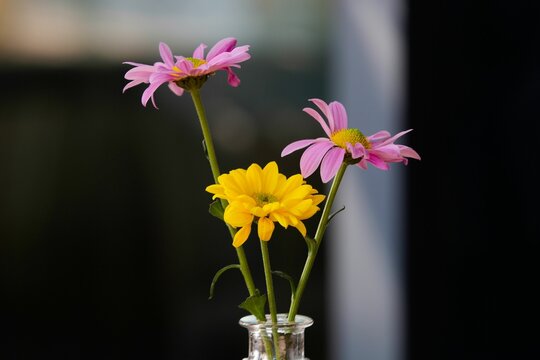 Closeup shot of the pink and yellow daisy flower on a dark background