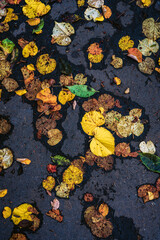LEAVES ON THE GROUND