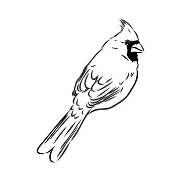 recommend clip art: Cardinal bird sketch, vector illustration. Hand drawn red cardinal bird. Engraved illustration. Cardinal bird sitting on a branch. Hand drawn sketch.