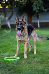 German shepherd stands on the green grass