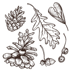 Set of sketches with forest elements. Cones, leaves, acorns.