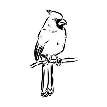 recommend clip art: Cardinal bird sketch, vector illustration. Hand drawn red cardinal bird. Engraved illustration. Cardinal bird sitting on a branch. Hand drawn sketch.
